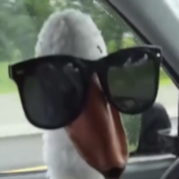 TyrannosaurusGoose